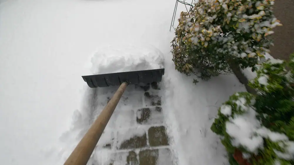 A person is shoveling snow off a garden pathway. The shovel is clearing a path through the snow, with planted bushes visible alongside the walkway.